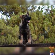 german shepherd puppy posted by Yosemite _Shepherds